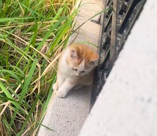 猫界已经传开人类偷孩子了 好可爱！