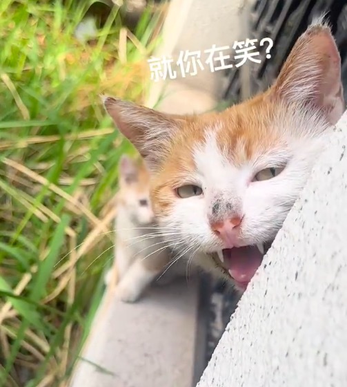 猫界已经传开人类偷孩子了 好可爱！