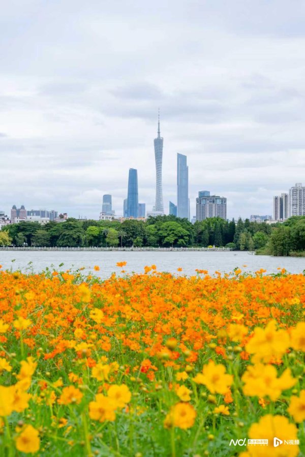 高亿管理 秋日限定“金色浪漫”！海珠湖近15000㎡硫华菊花盛放